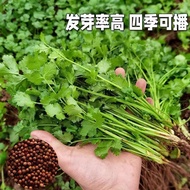 Coriander Seeds Four Seasons Easy-Growing Heat-Resistant Large Leaf Coriander Balcony Potted Seeds C