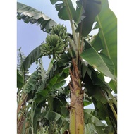 Benih pokok pisang/Sulur anak pokok pisang toman