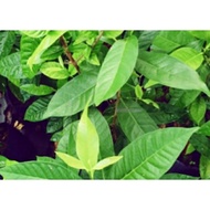 20g DAUN SALAM SEGAR (FRESH BAY LEAVES)