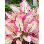 5 Biji Benih Keladi Pink Princess Caladium Begonia Seed - 5 Seed