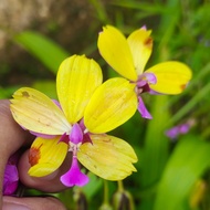 anggrek tanah spathoglottis kuning lidah ungu