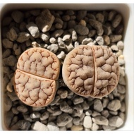 Lithops Gracilidelineata 7 years orange c189a 优选带睫毛边/拿铁189脑纹荒玉/大母本脑纹荒玉) 屁屁生石花/多肉植物 🇲🇾Ready stock/pla