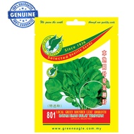 801 LOCAL GREEN ROUNDED LEAF AMARANTH 801 BAYAM DAUN HIJAU BULAT TEMPATAN