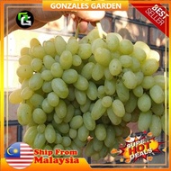 Anak Pokok Anggur Heliodor Grape Buah Kuning