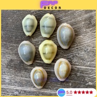Combo of 7 FENG SHUI PEARL SHELLS FOR HOME DECORATION, SET UP AQUARIUM DECOR