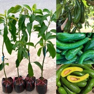 [Ready Stock] Pokok Avocado 034 – Tumbuhan Hybrid dengan Buah Panjang dan Mudah Tumbuh