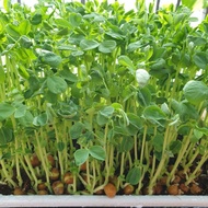 Maple Peas (Organic) Seeds for growing Pea Shoots &amp; Microgreens 100g