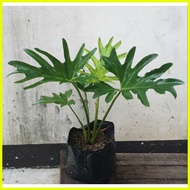♕ ◊☜ ✉ Philodendron Hope Selloum Plants