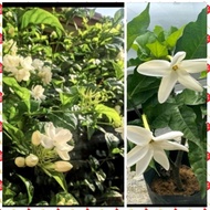 Pokok Bunga Melur Wangi Jasmine