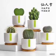 Cactus Potted Plant Indoor Flower Cactus Computer Desktop Green Plant Small Potted Plant Cute Succul