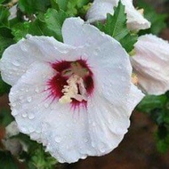 Benih pokok bunga raya / hibiscus syriacus  white and hot pink seeds