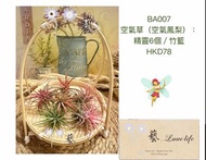 BA007精靈6個🧚‍♀️+竹籃 。（#空氣鳳梨 #空氣草 #精靈 #電燙卷#大霸王#家居 植物）