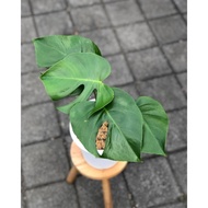 Monstera King Deliciosa / Monster king