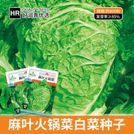 Factory Wholesale Hemp Leaf Hot Pot Vegetable Cabbage Seeds Really Delicious Ye Duo Chinese Cabbage Seed Hybrid Ye Duo B