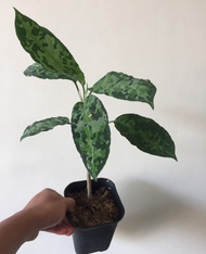 aglaonema pictum tricolor