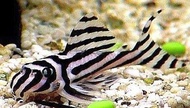 【Sus Aquatic】 ZEBRA PLECO 【L046】- 熊猫异型 【3 ~ 4 CM】