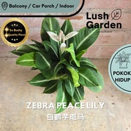 Zebra Peace Lily Spathiphyllum Anak Pokok Hiasan Dalam Rumah Hidup Indoor Daun Hiasan Indoor Plant L