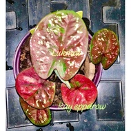 keladi thailand new hubrid / lukmai caladium