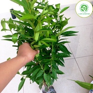 Ginny guava tree - tall (0.8-1)m with small fragrant leaves (Real photo)