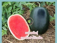 เมล็ดพันธุ์ แตงโมดำไร้เมล็ด ดับเบิ้ลแบล็ค F1 30 เมล็ด เปลือกบาง ลูกใหญ่