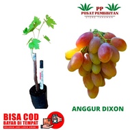 BATANG BESAR BIBIT ANGGUR IMPORT DIXON || TANAMAN ANGGUR IMPORT DIXON