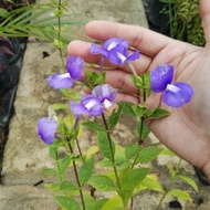 🌱Otacacantus Pokok Hidup Live plant Hiasan Garden Outdoor Tahan Panas dan Mudah Membiak