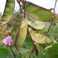 [Seed Three] 50pcs Hyacinth seeds / Buncis lentil hijau, ungu/扁豆种子