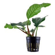 Anubias Barteri 'coffeefolia' 咖啡大榕 - aquarium plant aquascaping aquascape plant fish tank [lowtech]