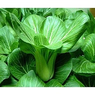 GREEN PAKCHOI VEGETABLE SEEDS (1,692 seeds) - Pakchoy