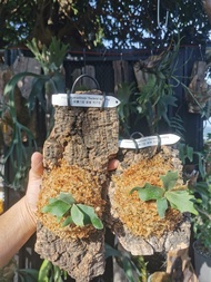 細菌鹿角蕨 P. Willinkii 'Becteria' sporeling
