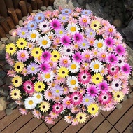 🌼Daisy Seeds | Bellis Perennis | 200 Seeds | Continuous Bloom | Indoor Outdoor | Air Purifying