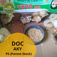 DOC Ayam Kampung Yudistira aky Parent Stock (PS) Ori