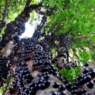 Anak Pokok Anggur Brazil / Brazilian Grape / Jauticaba