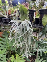 P. Willinckii cv. Bluequeen sporeling 藍皇后鹿角蕨孢子苗