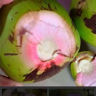 (ORIGINAL) BUAH DAN BENIH KELAPA HIJAU/TUMPUK MERAH POKOK TINGGI | akar pink