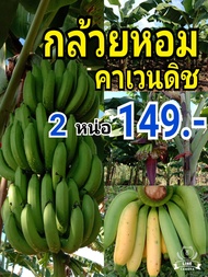 หน่อกล้วยหอมคาเวนดิช 2หน่อ149บาท รับประกันพันธุ์แท้จากสวนปลูกส่งห้างทั่วประเทศหน่อคัดหน่อสวยๆตัดยอดยาว30-40ซม.ขุดสดใหม่ส่งตามออเดอร์
