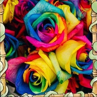 Efficient germination 100pcs Rainbow Rose Seeds – Mixed Color Japanese Rose Flower Seeds for Bonsai,