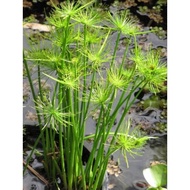 Cyprus haspan semi aquatic Plant.