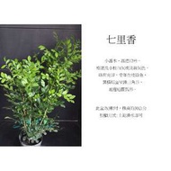 心栽花坊-七里香/茂密旺盛適合綠籬售價40特價35