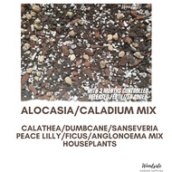 Alocasia Aroid Mix For Caladium/Calathea/Snseveria/Dmbcane/Ficus/PeaceLilly/nglonoema/Syngnium/SnakePlnt