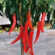 Benih Cabe Merah Besar | Cabai Merah Tanjung