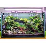 Desktop mini aquarium mini fish tank 30x20x20cm and 20x20x30 TERANIUM standard 4mm glass. super beau