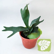 Staghorn Fern On Pot IOB