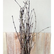 Tree branches. 20 pcs dried coffee twigs