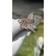 Mahachai Wild Betta Fish Lure Silver Color Shiny **Uncoated Resin** 3-4 Cm. Chanel Bear