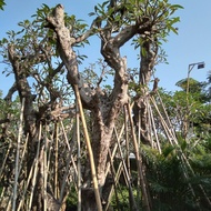 Tanaman Hias, Pohon Kamboja Forsil.