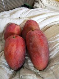 [預購]10斤裝有機水蜜桃紅龍芒果🥭2025屏東阿嬤授權販售🥭 六月中出貨 無農藥 無化學成份 檢驗合格比愛文大顆