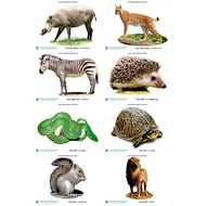 Picture toys recognize wild animals and live animals in the forest
