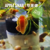 Apple Snail | 苹果螺 | Siput Epal algae eater aquascape