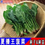 【GA】蔬菜種子 種籽耐熱進口菠菜種子 種籽夏播王菠菜種籽園葉厚葉 原裝300克hn